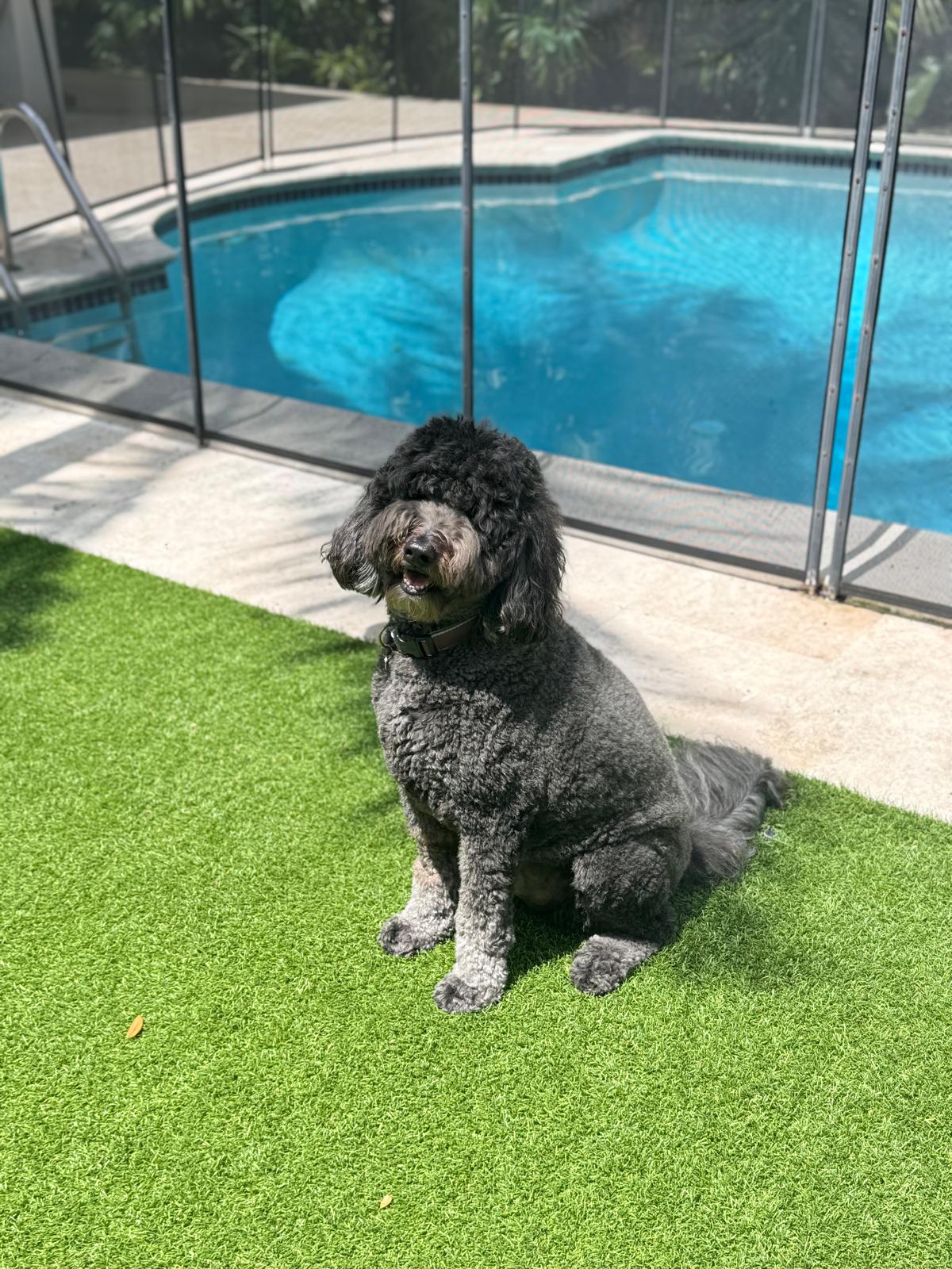 Black doodle sitting on the turf in front of the fenced pool