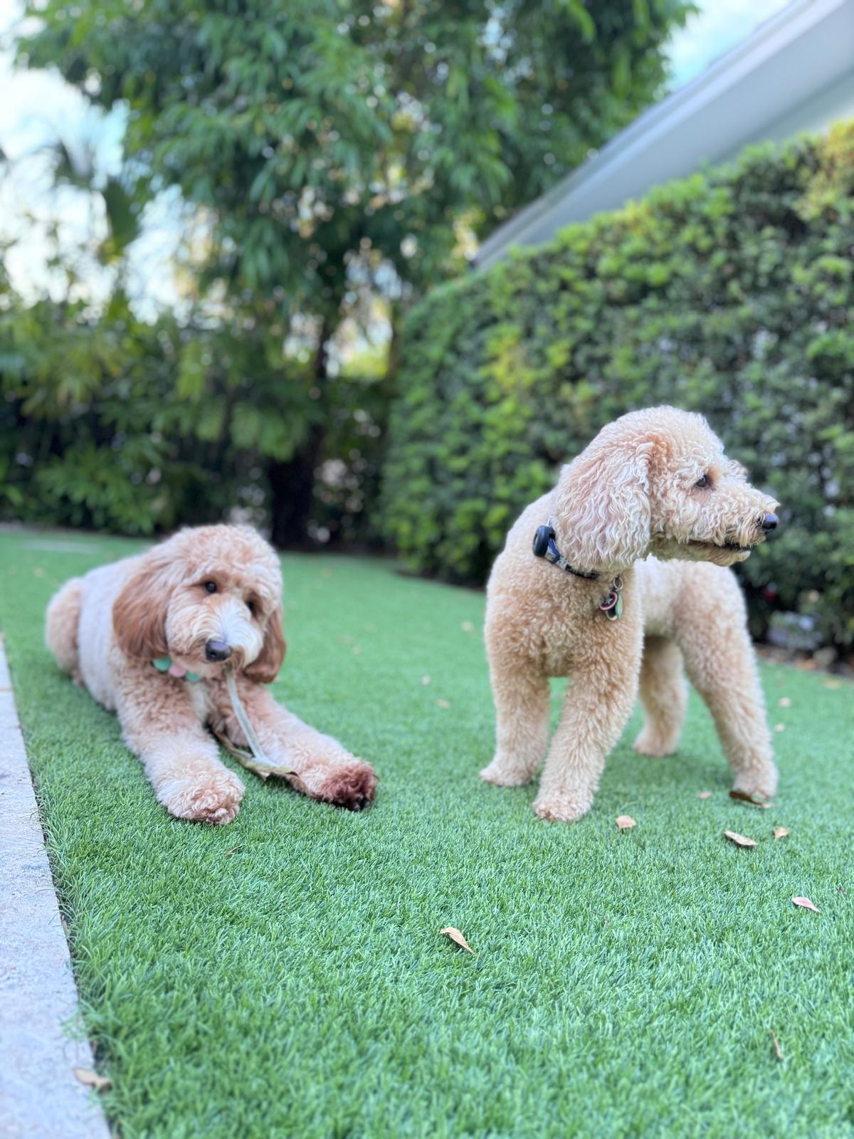 Two doodles playing on the backyard turf surrounded by greenery